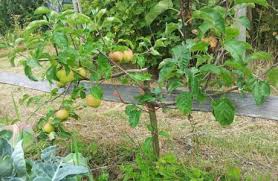 Check spelling or type a new query. Choosing Fruit Tree Rootstock