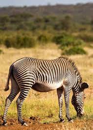 They prefer to live in a place where they can easily get access to grass and an adequate supply of water. 60 Zebra Facts For Animal Lovers And Africa Travelers All 3 Species Storyteller Travel