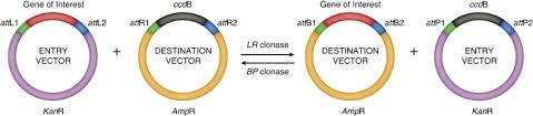Jan 23, 2007 · bacterial cells harboring a lysogenic lambda phage are immune to further infection by lambda. Lambda Phage An Overview Sciencedirect Topics