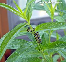 How To Raise Monarch Butterflies Indoors 21 Monarch Survival Tips Monarch Butterfly Garden Butterfly Garden Plants Raising Monarch Butterflies