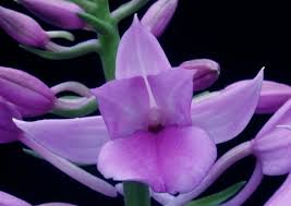 Image result for Calanthe sylvatica