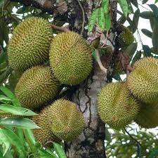 Harga bibit durian musang king murah, cukup umur, siap ditanam, bebas penyakit. 9 Tips Mudah Cara Budidaya Tanaman Buah Durian Agar Mampu Tumbuh Optimal Cepat Berbuah Dan Berproduksi Tinggi Jualbenihmurah Com