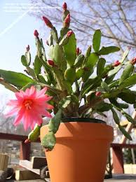Check spelling or type a new query. 9 Easter Cactus Ideas Easter Cactus Cactus Christmas Cactus