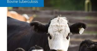 It's a devastating disease, and causes grief to so many, particularly within the farming community. Oxford Martin Restatement 1 A Restatement Of Oxford Martin School