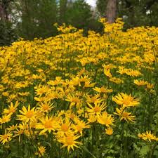 Image result for Catunaregam obovata