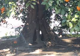 While many orange trees require a significant amount of heat to fully ripen, the trovita orange (citrus sinensis trovita) is suitable for u.s. Saving The Parent Washington Navel Orange Tree Greg Alder S Yard Posts Southern California Food Gardening