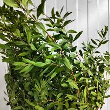 Image result for Eulalia polyneura