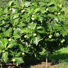 It was further spread to other tropical regions of the world dur. Breadfruit Tree Small Axe Tree Service