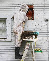 Call a bee removal expert today if you live in the las vegas area, and have bees that need to be removed, you will want an experienced professional who will do the job safely and effectively. Why Do Beekeepers Charge For Live Bee Removal Beekeeping Like A Girl