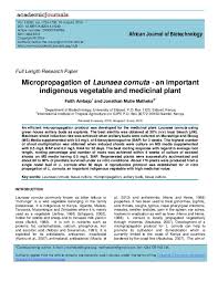Image result for Launaea cornuta