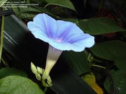 Image result for Ipomoea parasitica
