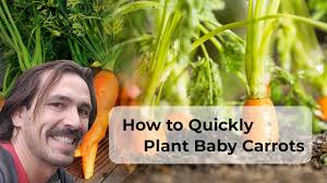 How long does it take to grow a carrot? How To Quickly Plant Baby Carrots Youtube