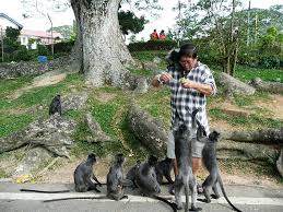It is home to some of kuala lumpur is certainly well placed in the heart of the state. Kuala Selangor Fireflies Kuala Lumpur Backpacking Malaysia