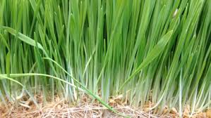 How Wheatgrass Can Help Cancer And Other Terminally Ill Patients The Guardian Nigeria News Nigeria And World Newsfeatures The Guardian Nigeria News Nigeria And World News
