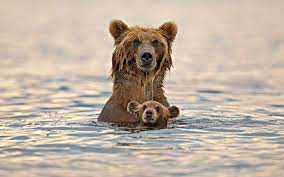 A brown bear named bucky, a polar bear named bjorn and their friend named littlefox. Ù…Ø¹Ù†Ù‰ ÙƒÙ„Ù…Ù‡ Grizzly Bear Ø¨Ø§Ù„Ø¹Ø±Ø¨ÙŠ