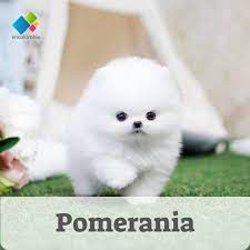 Suelen tener coraje desproporcionado a su tamaño. Pomerania Razas De Perros Caracteristicas Y Cuidados Perros Pomerania En Venta Perro Boo Perros Pomerania Mini