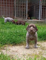 Image result for německý ohař krátkosrstý