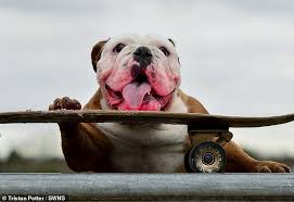 Check spelling or type a new query. Talented Bulldog Pumpkin Becomes A Social Media Star After Teaching Herself How To Skateboard Express Digest