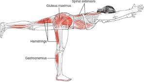 Warrior 3 Leslie Kaminoff Yoga Anatomy Illustrated By Sharon Ellis Asanasillustration Bikram Yoga Yoga Muscles Yoga Anatomy