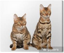 Freie kommerzielle nutzung keine namensnennung bilder in höchster qualität. Leinwandbild Bengal Katzen Pixers Wir Leben Um Zu Verandern