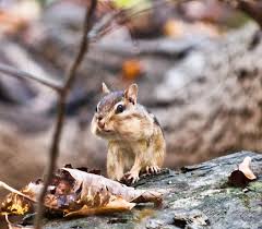 Discussion in 'the lodge' started by catfishnut, feb 25, 2012. Woodland Chipmunk With Over Stuffed Cheeks Pioneer Ohio By Lee Repass Photo Stock Snapwire