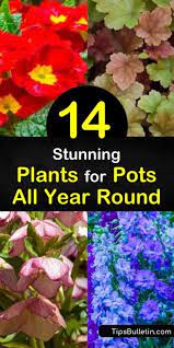 14 Stunning Plants For Pots All Year Round Potted Plants Outdoor Plants Container Gardening Flowers