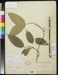 Image result for Hunteria congolana