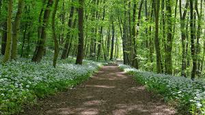 Wild cats first appeared on earth 25 million years ago during the oligocene epoch when tropical forests decreased in size, grasslands expanded and the ecosystems we are. Everything You Need To Know About Wild Garlic Food Medicine Uses