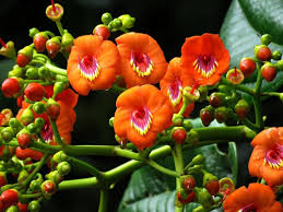 Image result for Euphorbia mossambicensis