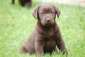 Chocolate Retriever Is He She Not Cute Or What Labrador Lab Puppies Puppies