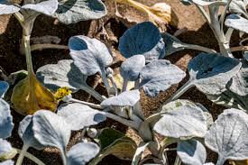 Image result for Antherotoma naudinii