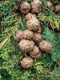 Image result for Cupressus macrocarpa