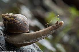 We did not find results for: Baby Praying Mantis Rides Snail To Safety Daily Mail Online