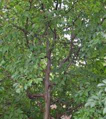 Click here to see some of the cool places our trees have been planted! Ufei Selectree A Tree Selection Guide