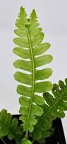 Image result for Blechnum