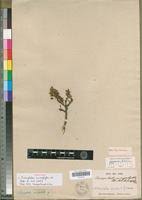 Image result for Eriocephalus microphyllus