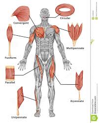As with muscles of other regions of the body, the various muscles of the upper and lower leg can be divided into groups. Clasificacion De Los Musculos Esqueleticos Anatomia Anatomia Humana Musculos Anatomia Del Esqueleto