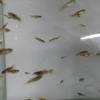 Anda mungkin pernah mendengar sebelumnya bahwa ikan guppy sangat bervariasi pola, warna, dan bentuk ekornya. Https Encrypted Tbn0 Gstatic Com Images Q Tbn And9gcq8ramplj6elakeqkhqoqx6dwu9581skn3uxom8joe Usqp Cau