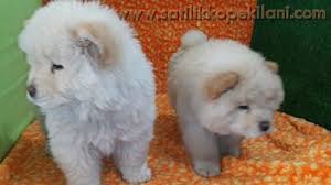 Cin Aslani Ilanlari 05412625843 Kopek Yavru Kopek Chow Chow