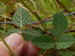 Image result for Desmodium intortum