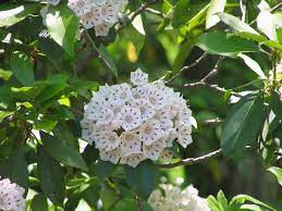 Texas mountain laurel, sophora secundiflora, is one of the native plants that was accepted by the nursery industry as it exists in the wild, and it has become a star performer of the landscaping. Mountain Laurel Information How To Grow A Mountain Laurel Shrub