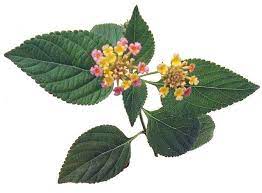 Lantana Kantutay Lantana Camara Philippine Medicinal Herbs Philippine Alternative Medicine Medicinal Herbs Lantana Camara Medicinal Plants