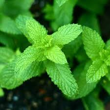 We did not find results for: 6 Manfaat Daun Mint Dalam Kehidupan Sehari Hari Salah Satunya Obat Gatal Lifestyle Liputan6 Com