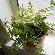 Image result for Asplenium africanum