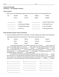 The language of anatomy know all the terms identified in these sections of this exercise: Name Body Directional Terms Label The Diagram Of The