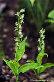 Image result for Habenaria schimperiana