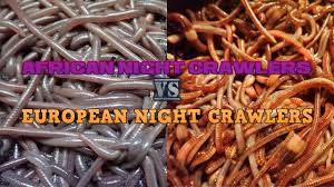Worms etc red wiggler worms for sale, european nightcrawlers, worm farm bins, harvesters, bait. The Difference Between African And European Night Crawlers Youtube