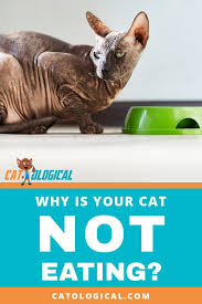 If you take him to your local vet, the vet may have some insight into why your cat is not eating. Why Is Your Cat Not Eating Her Food Is Your Kitty Sick Is The Food The Wrong Type Does It Taste Bad Find Out The Info On Wh Cat Care Cat