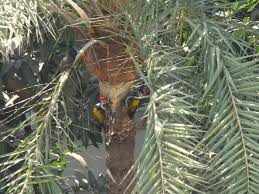 Bird S Eye View On Birds Woodpeckers On A Date Tree Drinking Dripping Date Juice A Bulbuli Is Waiting It S Turn To Dr Dates Tree Pet Birds Flowering Trees
