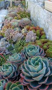 These forgiving plants are eye catching and thrive on very little water. 25 Catchy Outdoor Succulent Garden Ideas Digsdigs